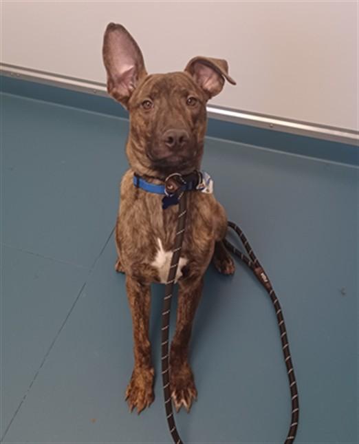 ROUX, Adoptable, Young Male Plott Hound & Mixed Breed.