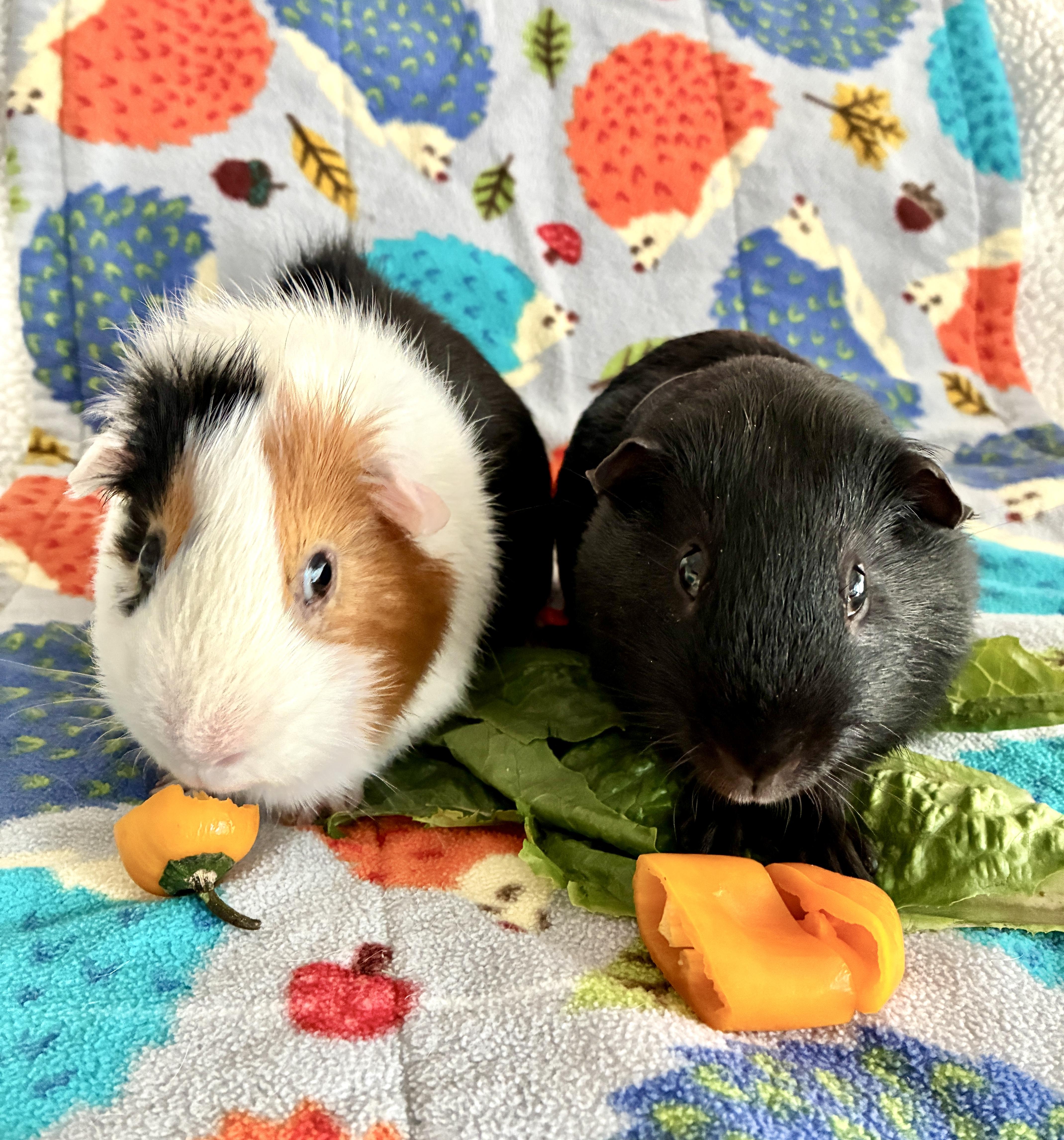 Enlarge Henry and Thistle, a Adoptable Guinea Pig in San Clemente, CA image 1/3