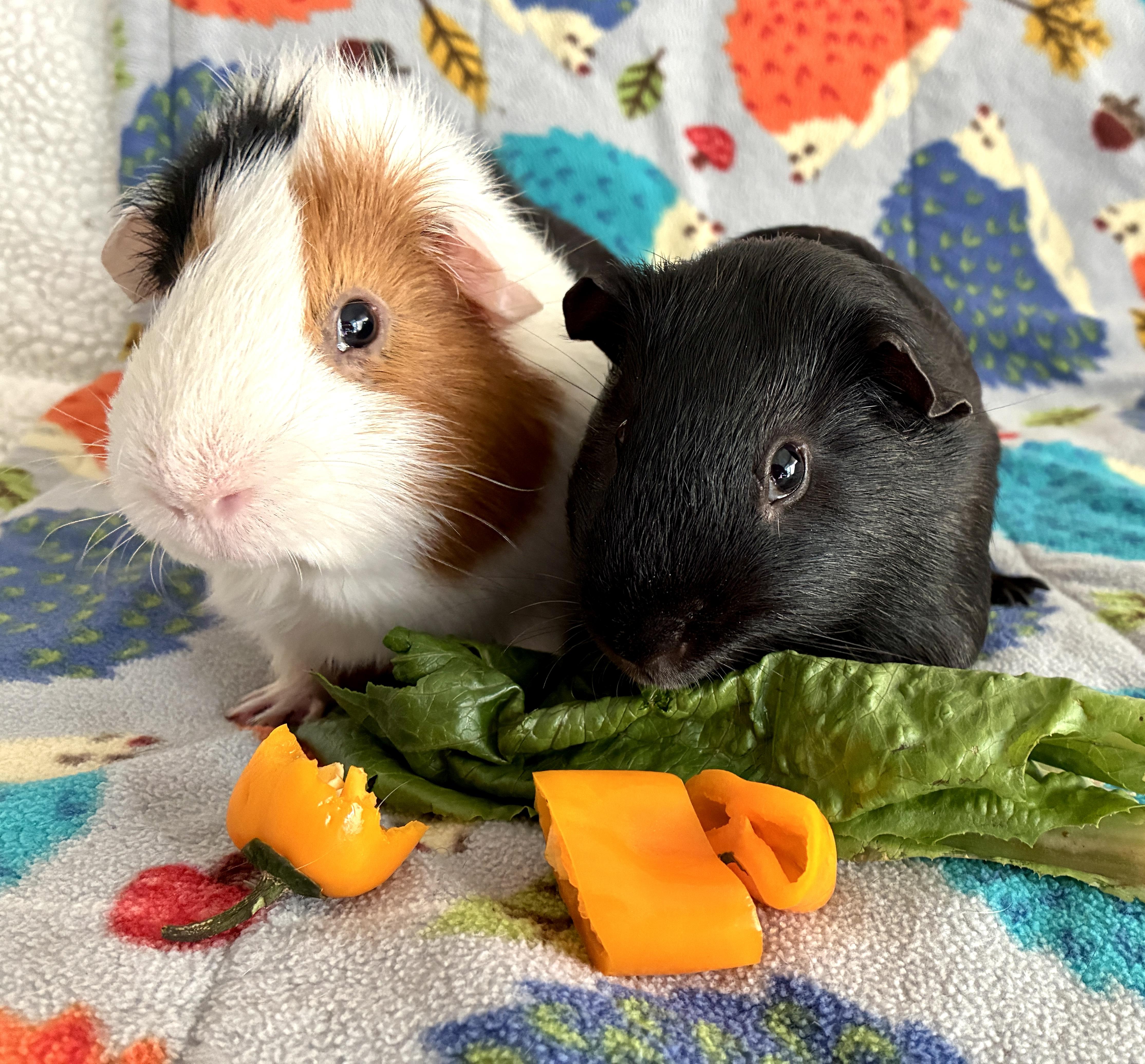 Enlarge Henry and Thistle, a Adoptable Guinea Pig in San Clemente, CA image 3/3