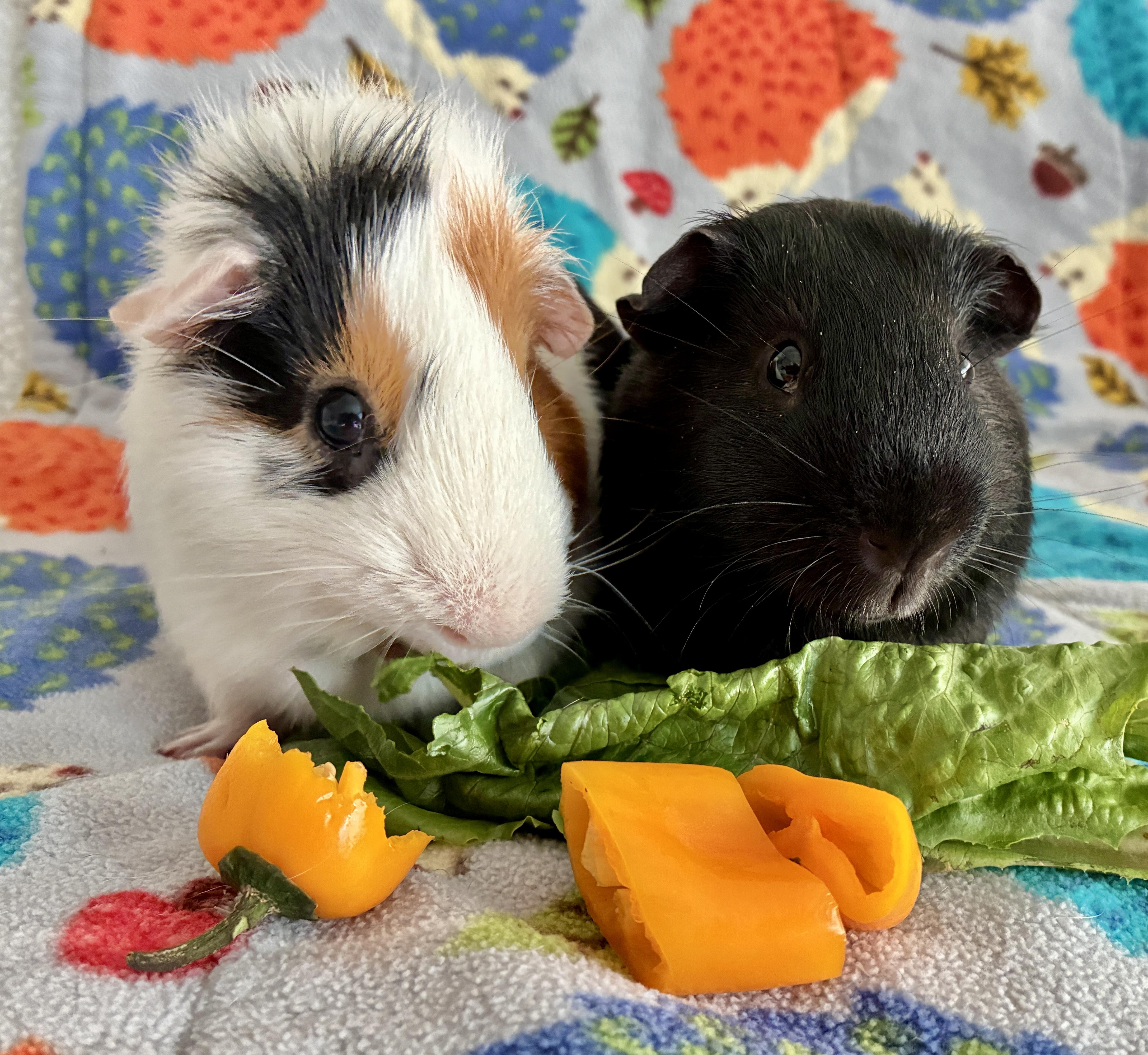 Enlarge Henry and Thistle, a Adoptable Guinea Pig in San Clemente, CA image 2/3