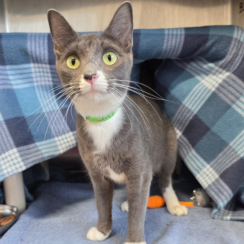 Sky, Adoptable, Young Female Domestic Short Hair.