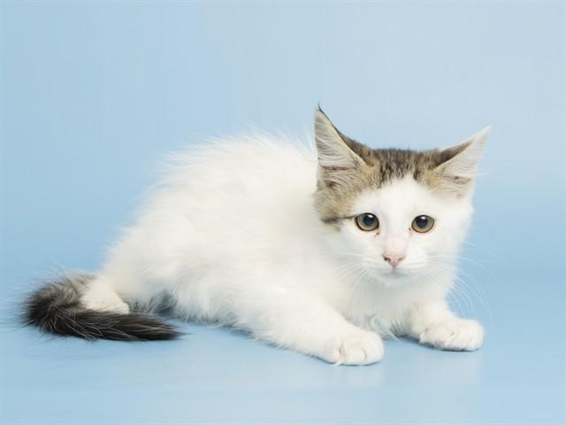 PARKER, Adoptable, Kitten Male Domestic Short Hair.