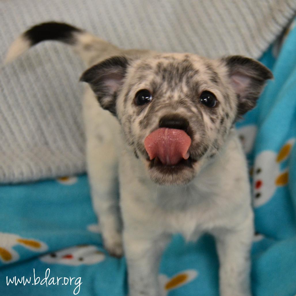 Crystal, Adoptable, Puppy Female Australian Shepherd & Mixed Breed.