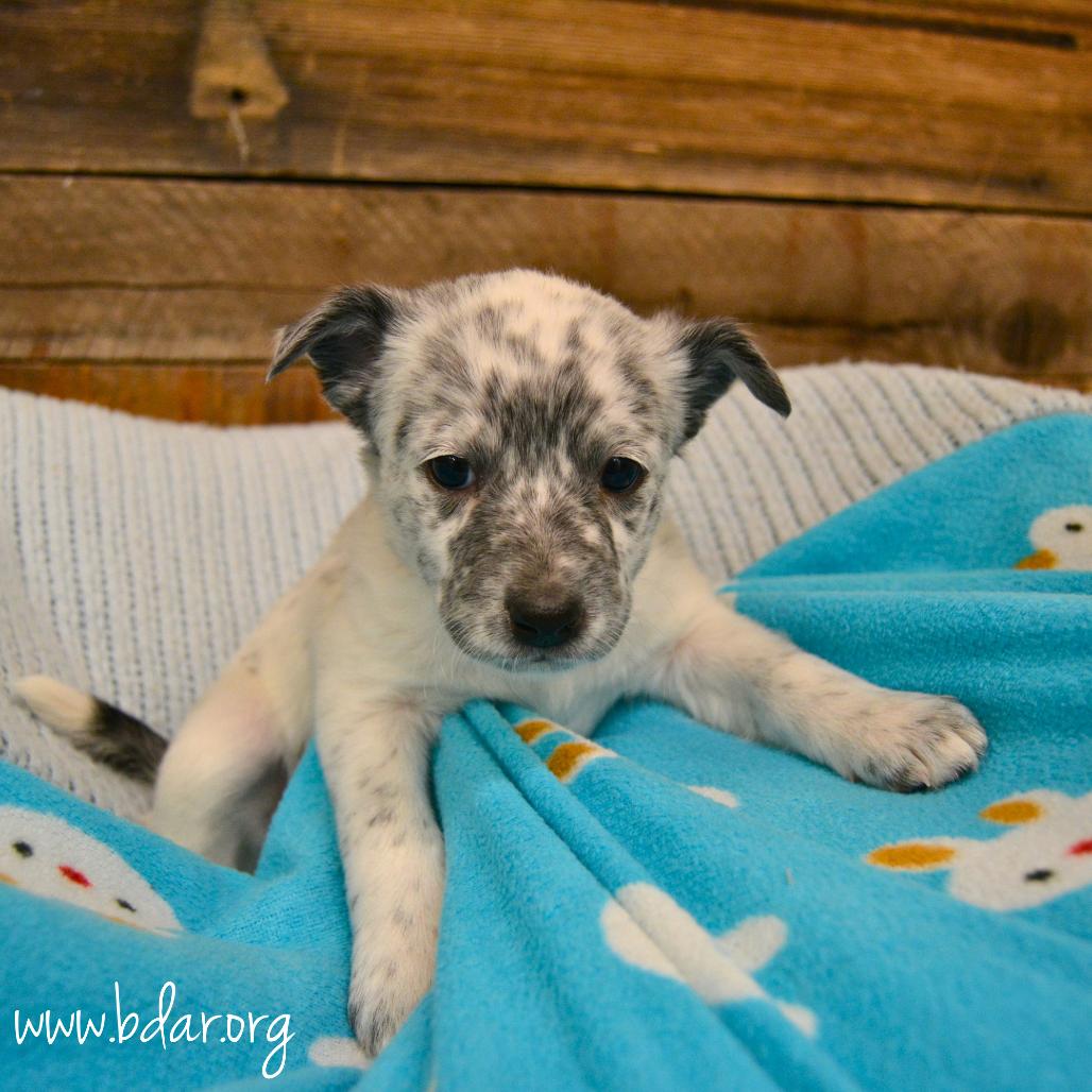 Enlarge Crystal, a Adoptable mixed breed in Cheyenne, WY image 2/2