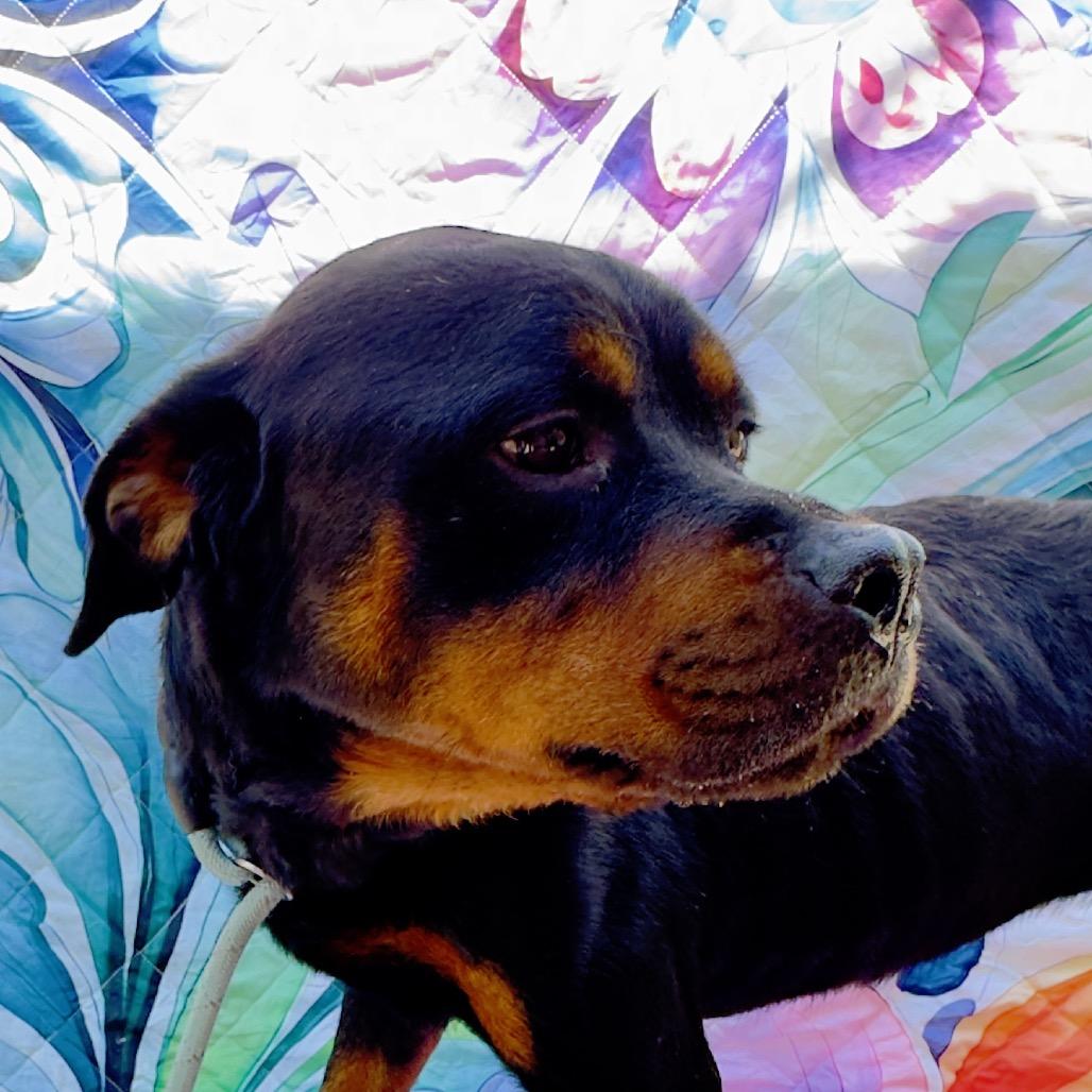 Willy, Adoptable, Young Male Rottweiler.