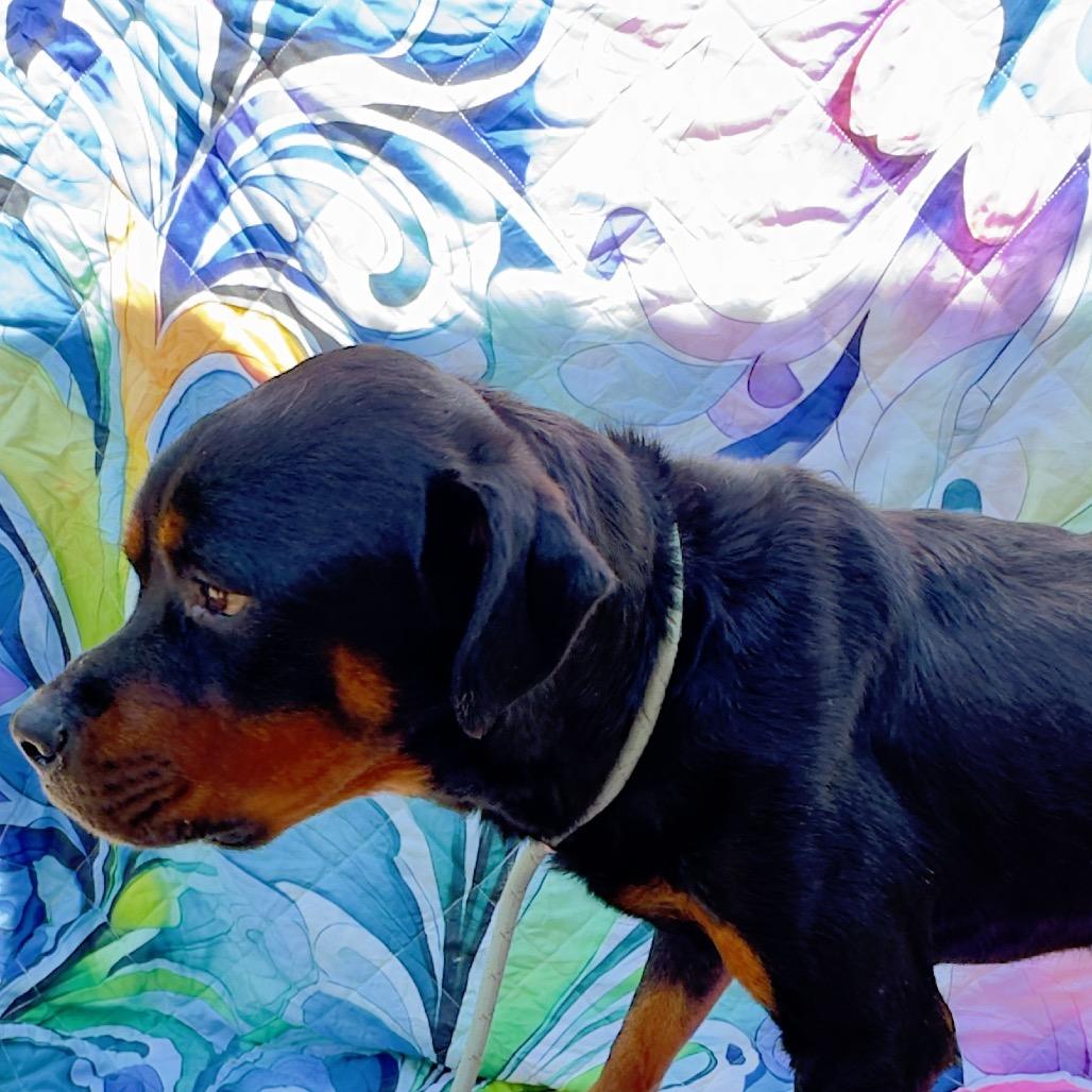 Enlarge Willy, a Adoptable Rottweiler in Franklin, NC image 2/6