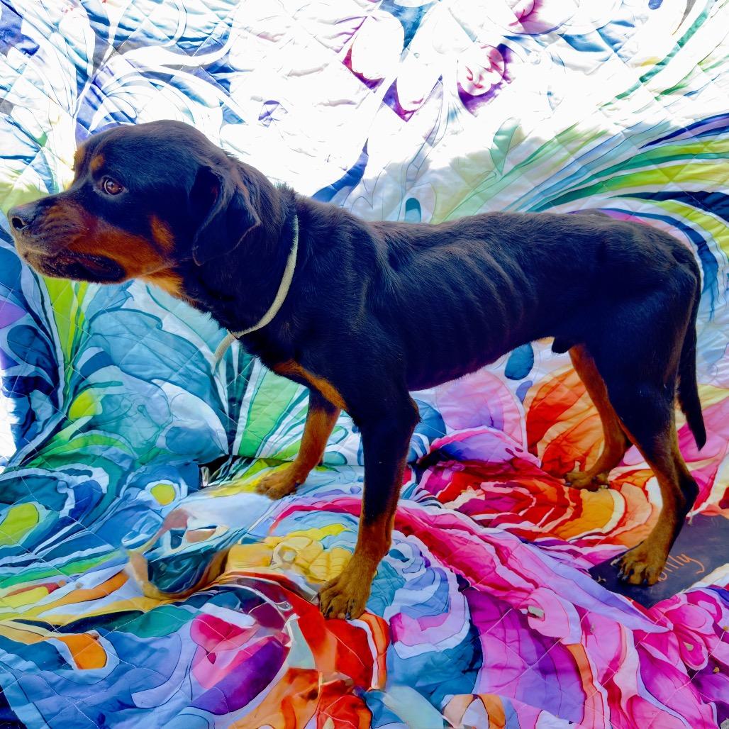Enlarge Willy, a Adoptable Rottweiler in Franklin, NC image 3/6