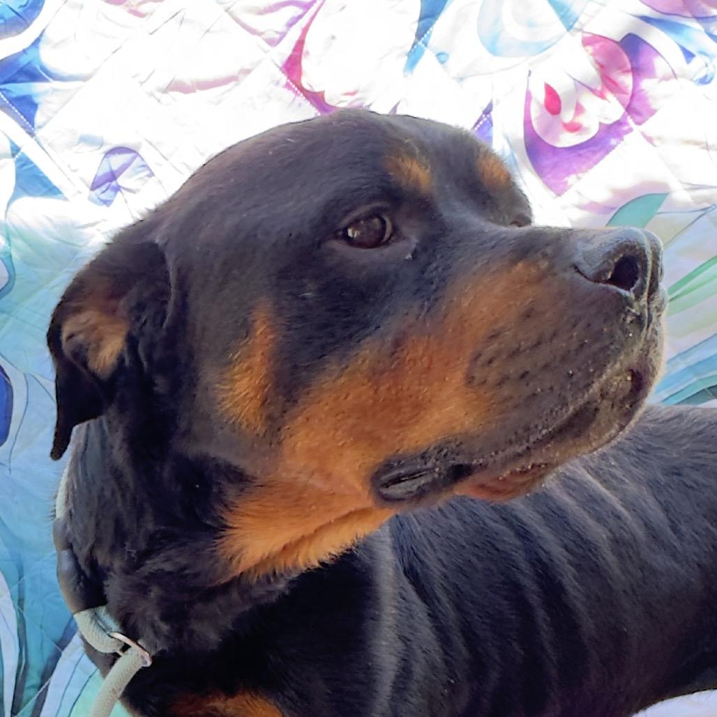 Enlarge Willy, a Adoptable Rottweiler in Franklin, NC image 4/6