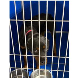 Enlarge Willy, a Adoptable Rottweiler in Franklin, NC image 5/6