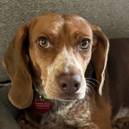 Enlarge Caitlin, a Adoptable mixed breed in Elk Grove Village, IL image 3/3