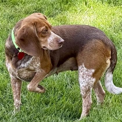 Enlarge Caitlin, a Adoptable mixed breed in Elk Grove Village, IL image 2/3