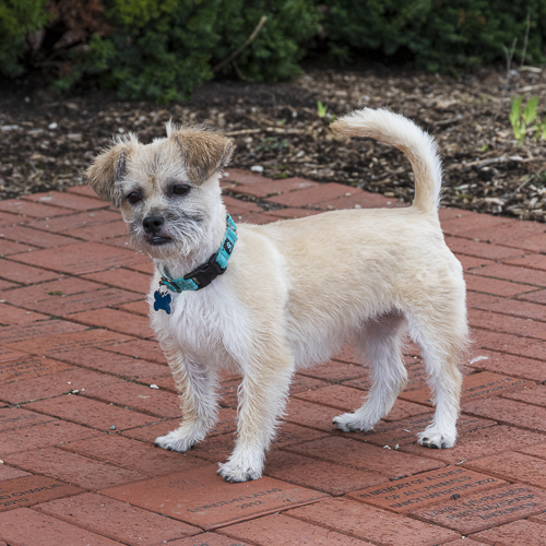 Enlarge Patsy, an adoptable mixed breed in Arlington Heights, IL image 3/3