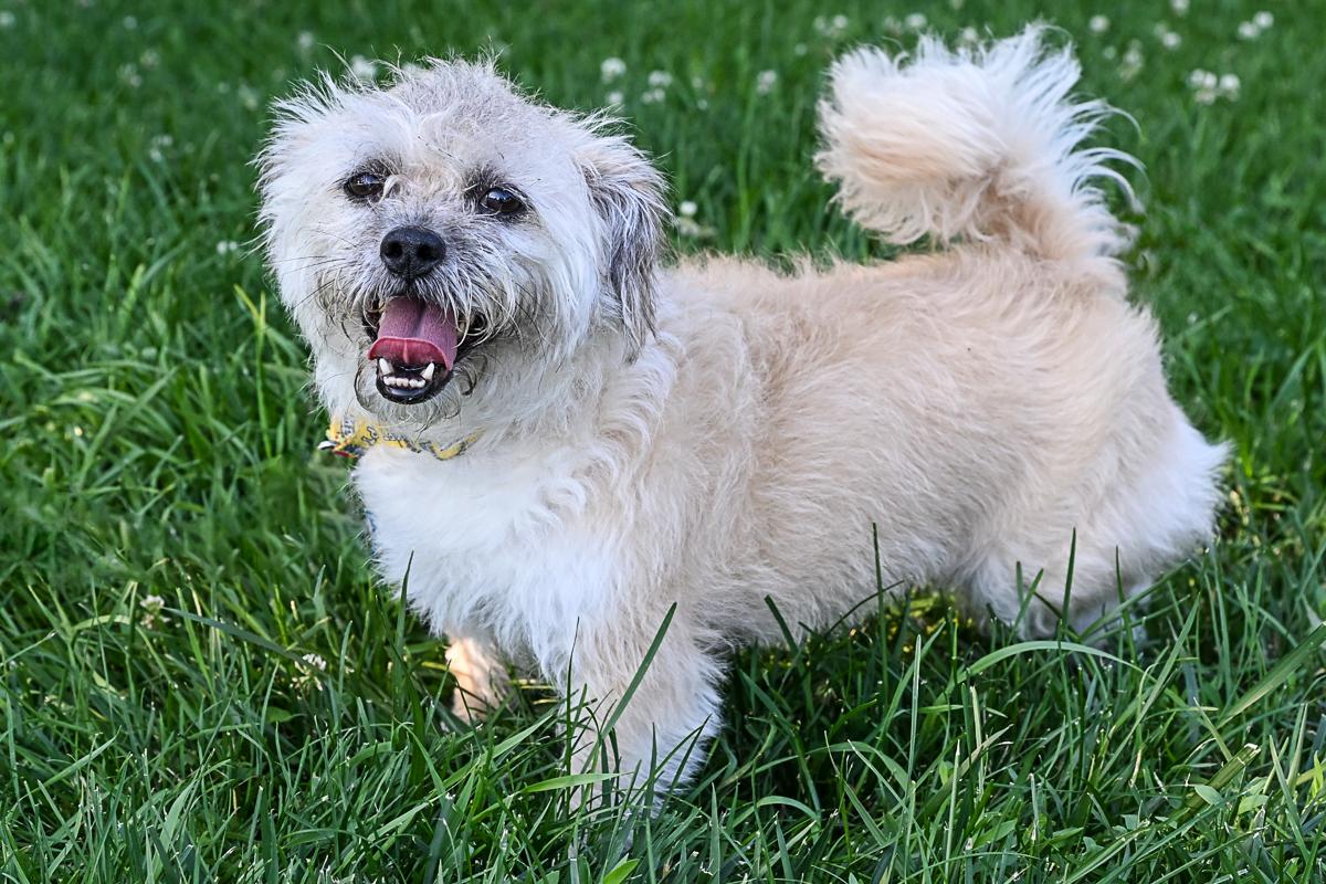 Enlarge Patsy, an adoptable mixed breed in Arlington Heights, IL image 2/3