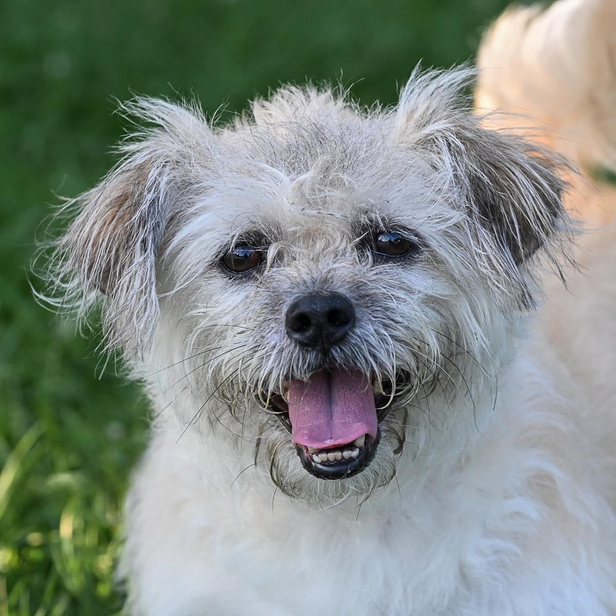 Enlarge Patsy, an adoptable mixed breed in Arlington Heights, IL image 1/3
