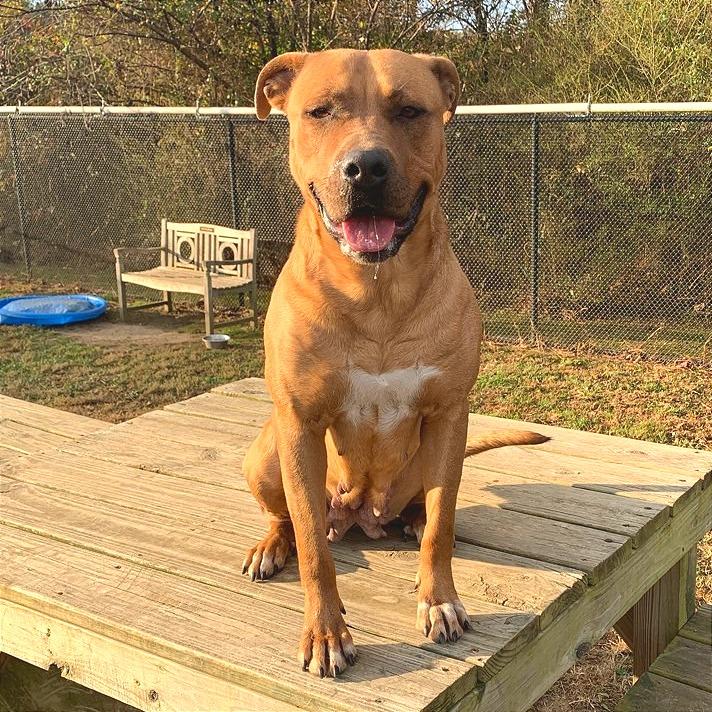 Elsie, Adoptable, Adult Female Mixed Breed.