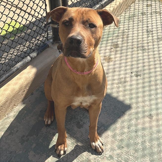 Enlarge Elsie, a Adoptable Mixed Breed in Chattanooga, TN image 2/6