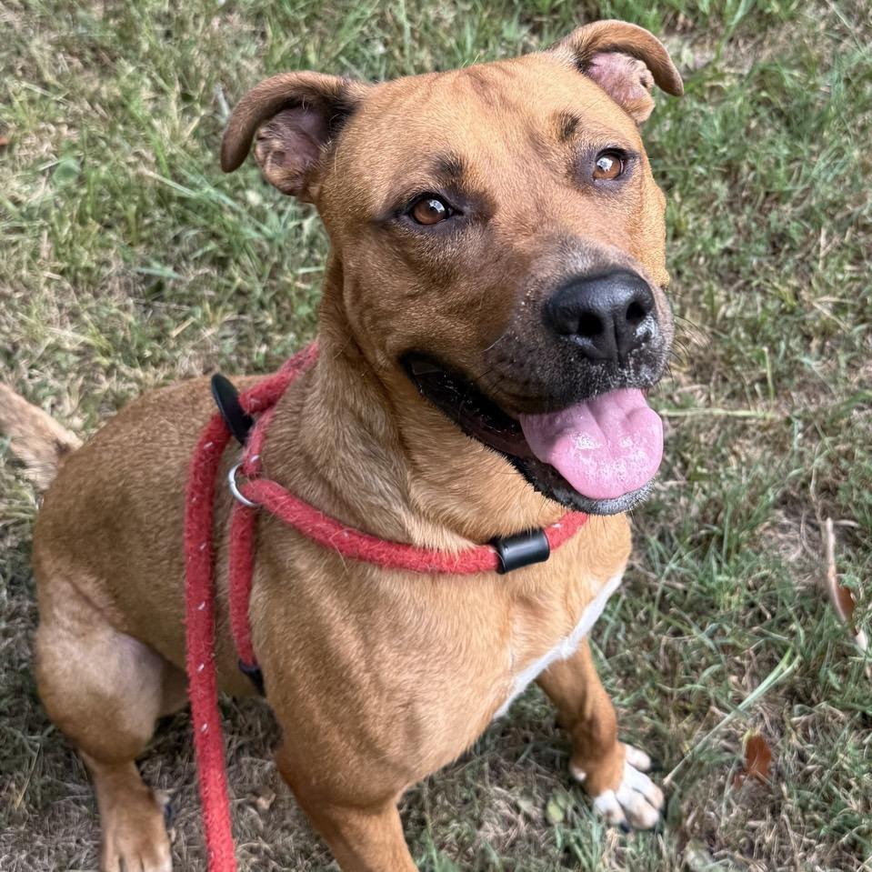 Elsie, Adoptable, Senior Female Mixed Breed.
