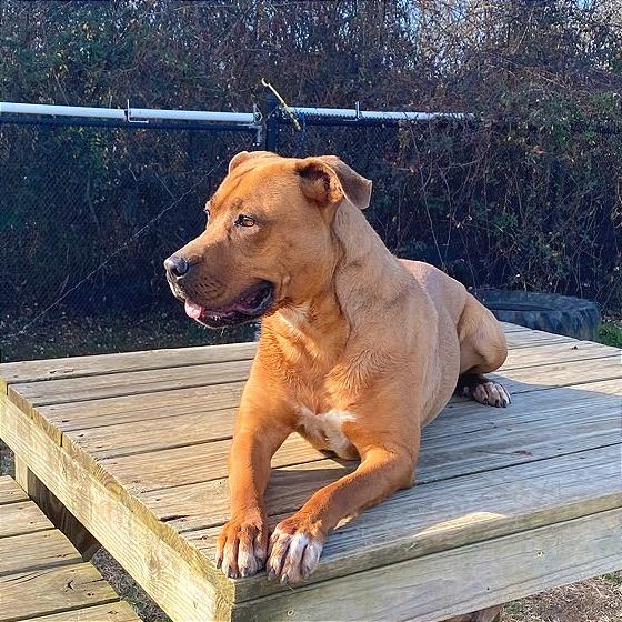 Enlarge Elsie, a Adoptable Mixed Breed in Chattanooga, TN image 4/6