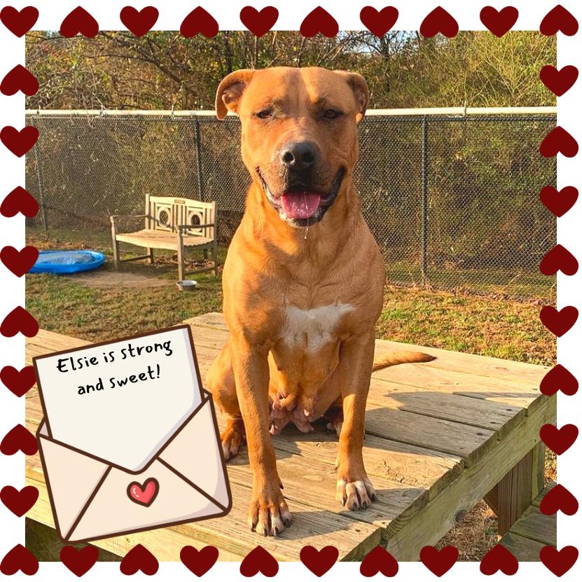 Enlarge Elsie, a Adoptable Mixed Breed in Chattanooga, TN image 5/6
