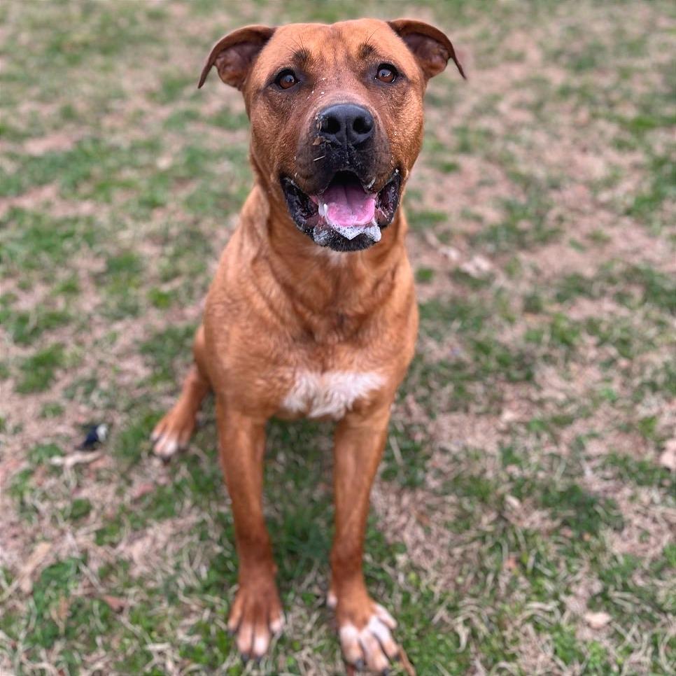 Enlarge Elsie, a Adoptable Mixed Breed in Chattanooga, TN image 5/6