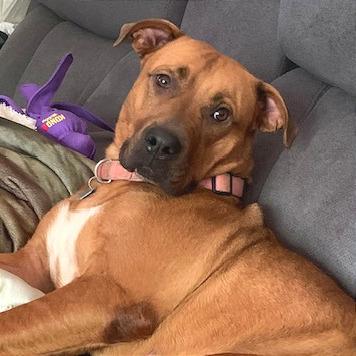 Enlarge Elsie, a Adoptable Mixed Breed in Chattanooga, TN image 3/5