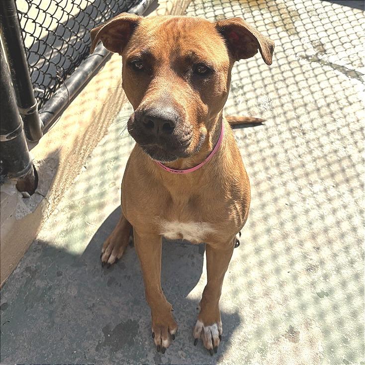 Enlarge Elsie, a Adoptable Mixed Breed in Chattanooga, TN image 6/6