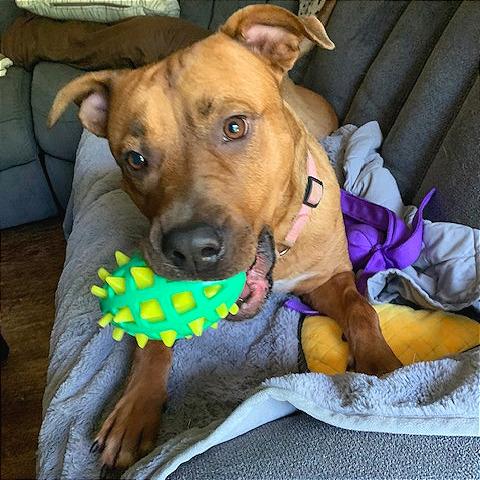 Enlarge Elsie, a Adoptable Mixed Breed in Chattanooga, TN image 4/5