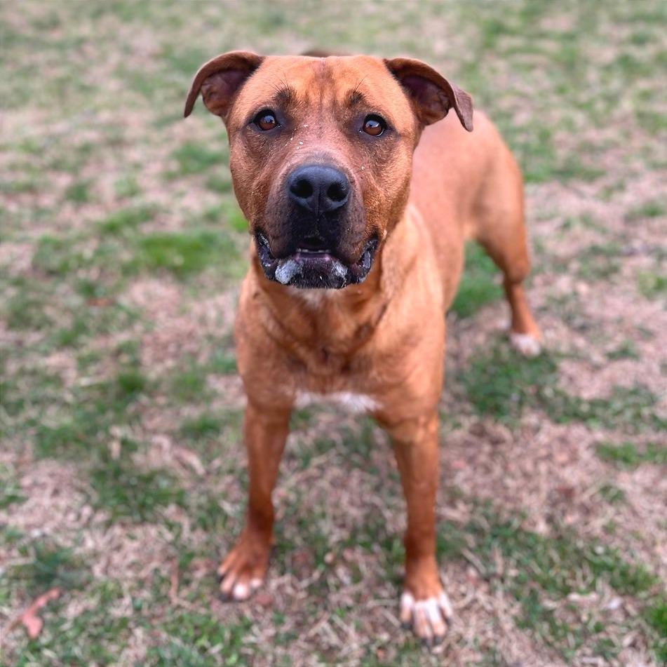 Enlarge Elsie, a Adoptable Mixed Breed in Chattanooga, TN image 6/6