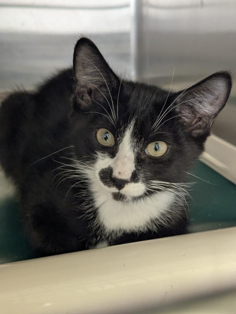 Prius 9, Adopted, Young Male Domestic Short Hair.