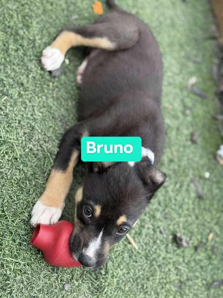 Bruno, adopted, Puppy Male Pit Bull Terrier.