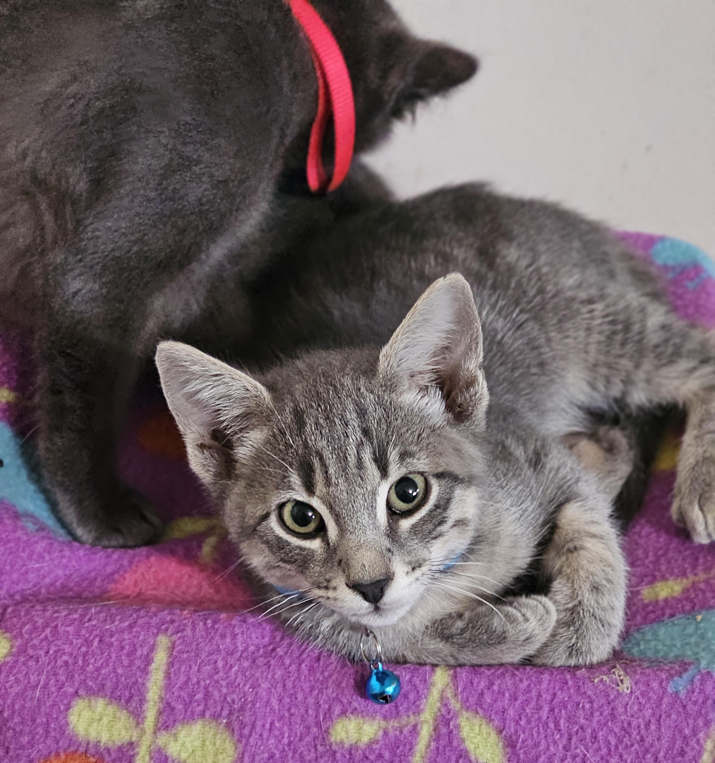 Enlarge Loki, a Adoptable mixed breed in Burbank, CA image 3/5