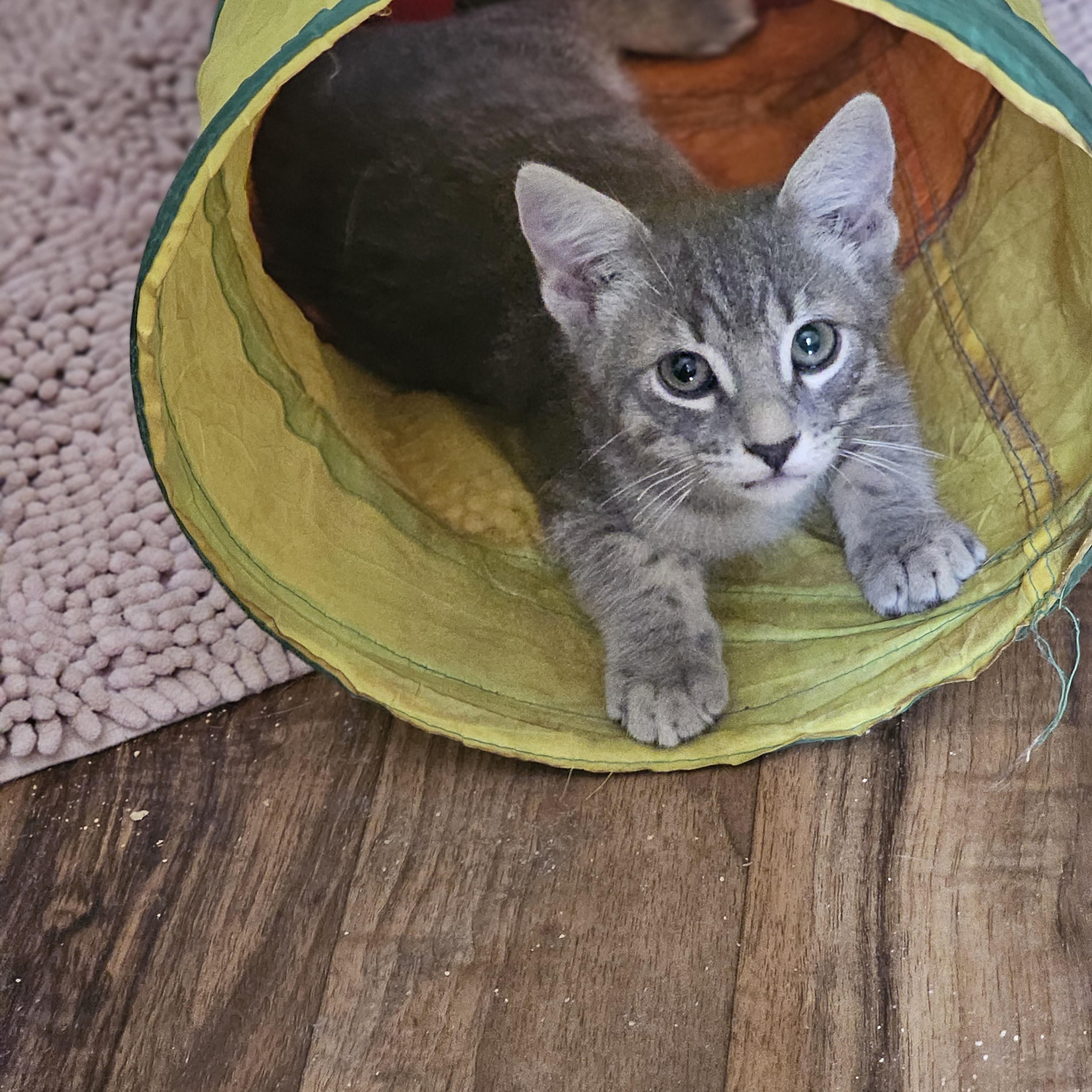 Enlarge Loki, a Adoptable mixed breed in Burbank, CA image 2/5