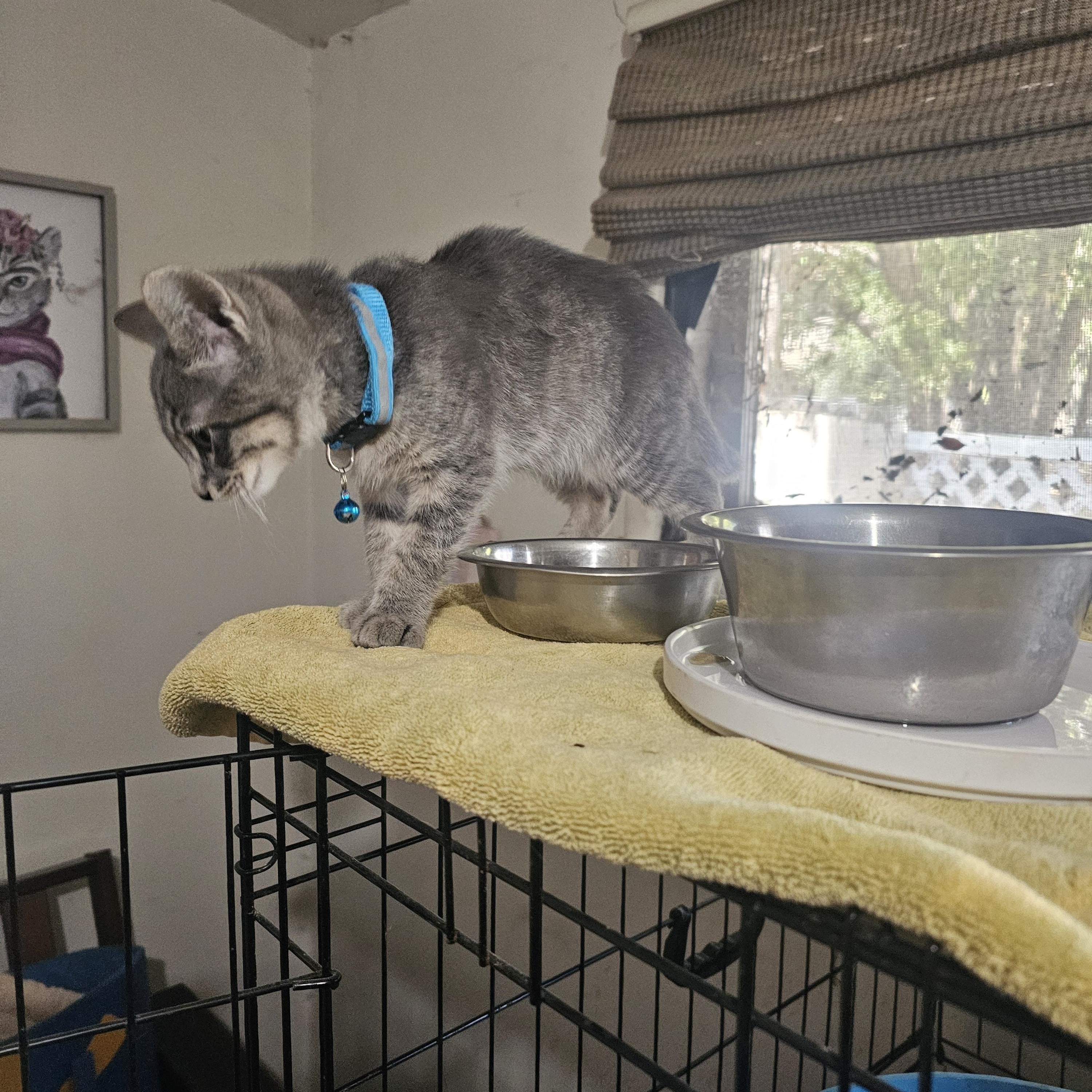 Enlarge Loki, a Adoptable mixed breed in Burbank, CA image 5/5