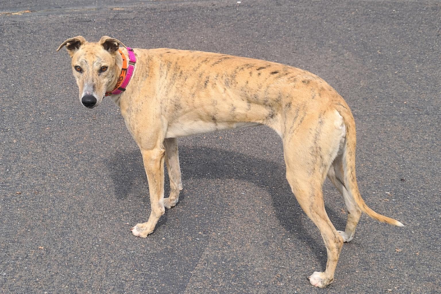 Enlarge We Are All Equals, a ADOPTABLE Greyhound in Allentown, PA image 2/2