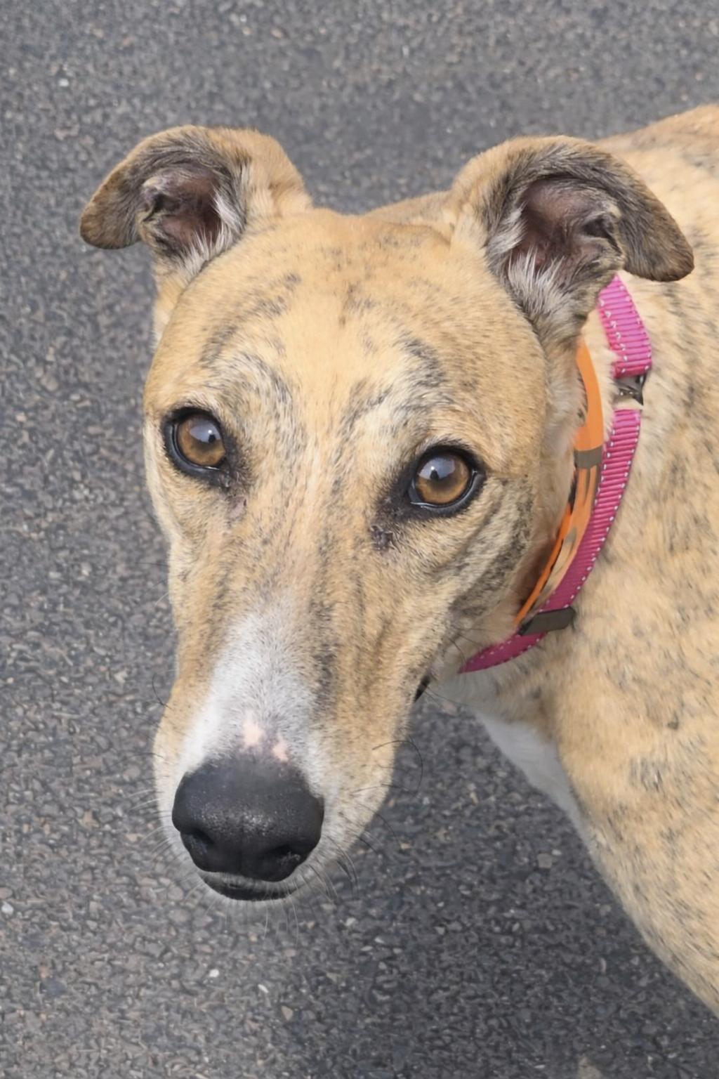 Enlarge We Are All Equals, a ADOPTABLE Greyhound in Allentown, PA image 1/2