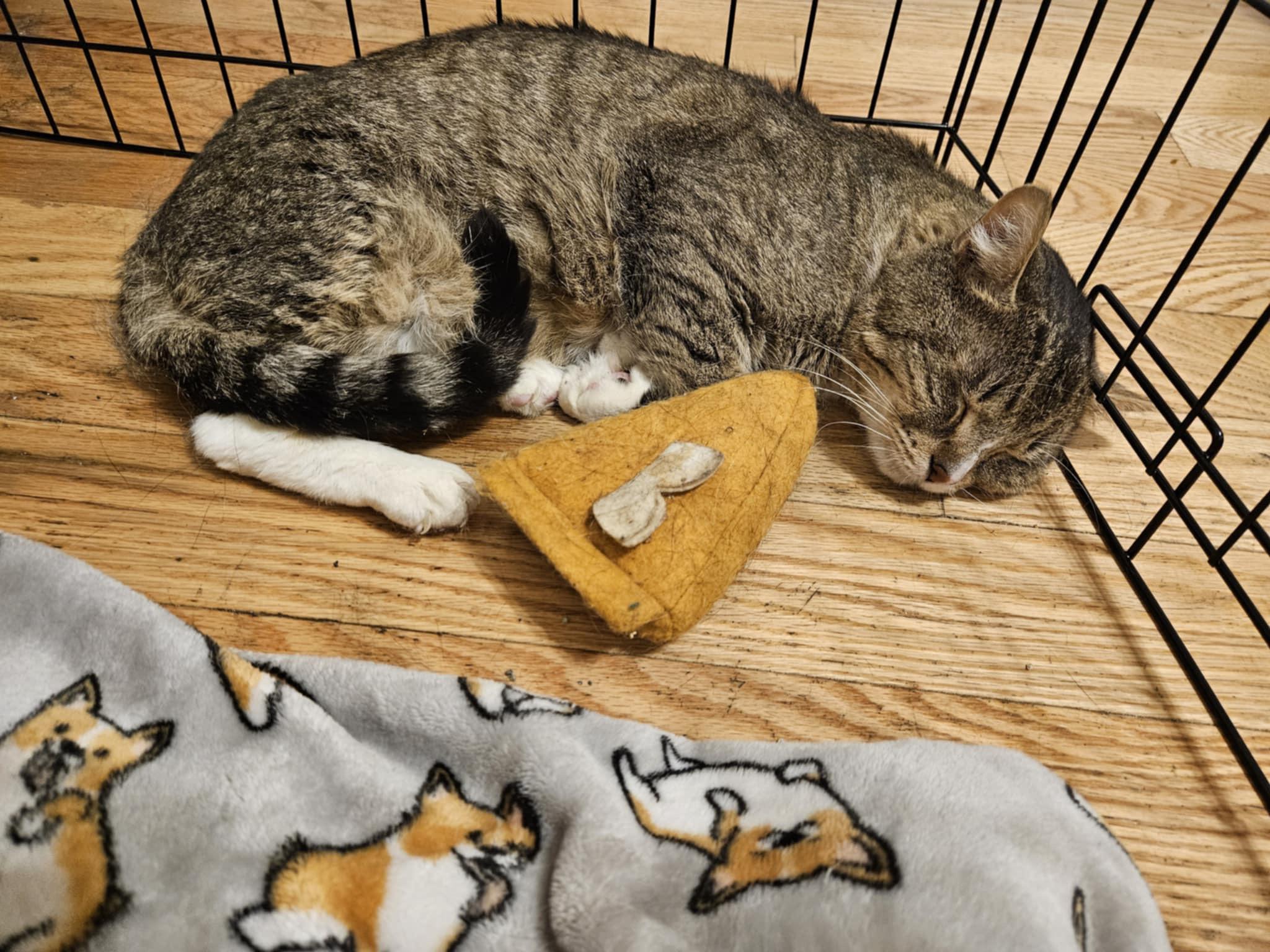 Mufasa, Young Male Tabby