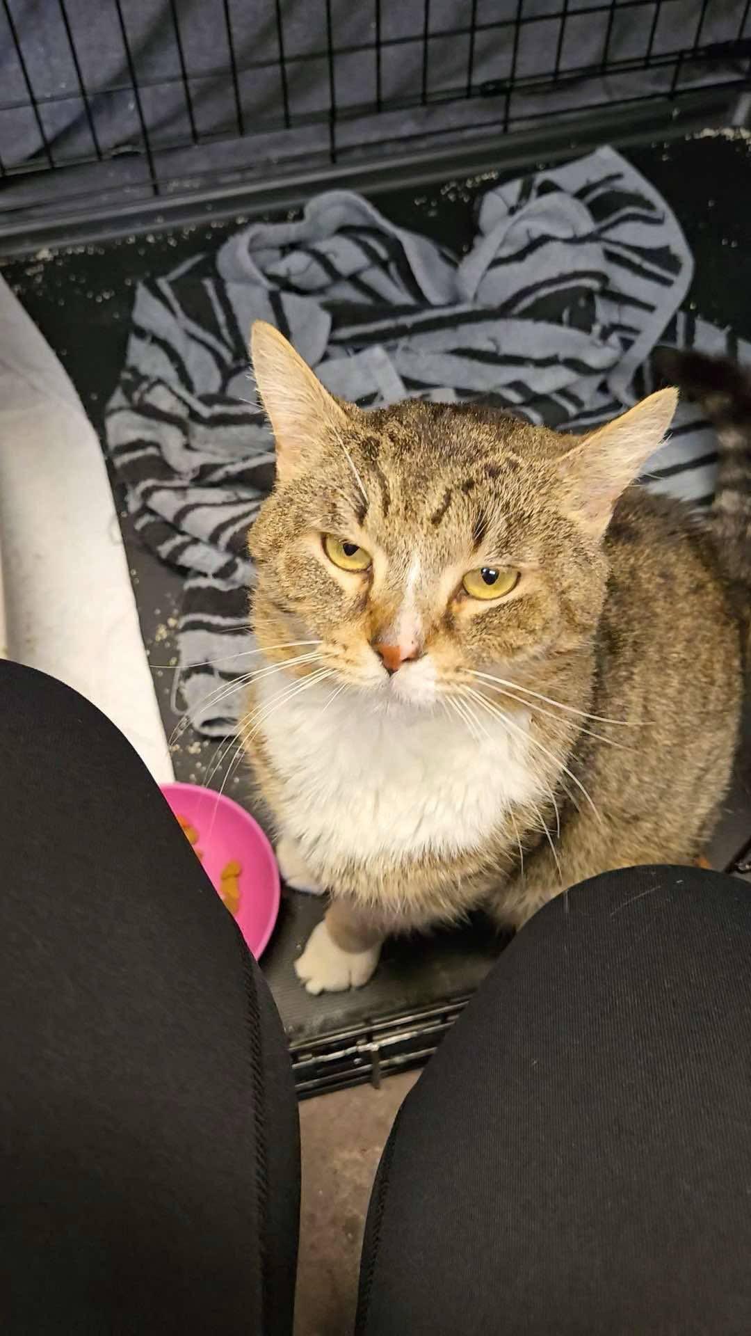 Enlarge Mufasa, a Adopted Tabby in Berwyn, PA image 3/3