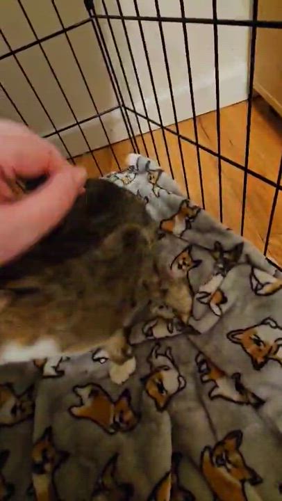 Enlarge Mufasa, a Adopted Tabby in Berwyn, PA video 2/3