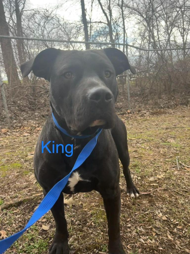 Enlarge KING, a Adoptable mixed breed in Princeton, IN image 2/2