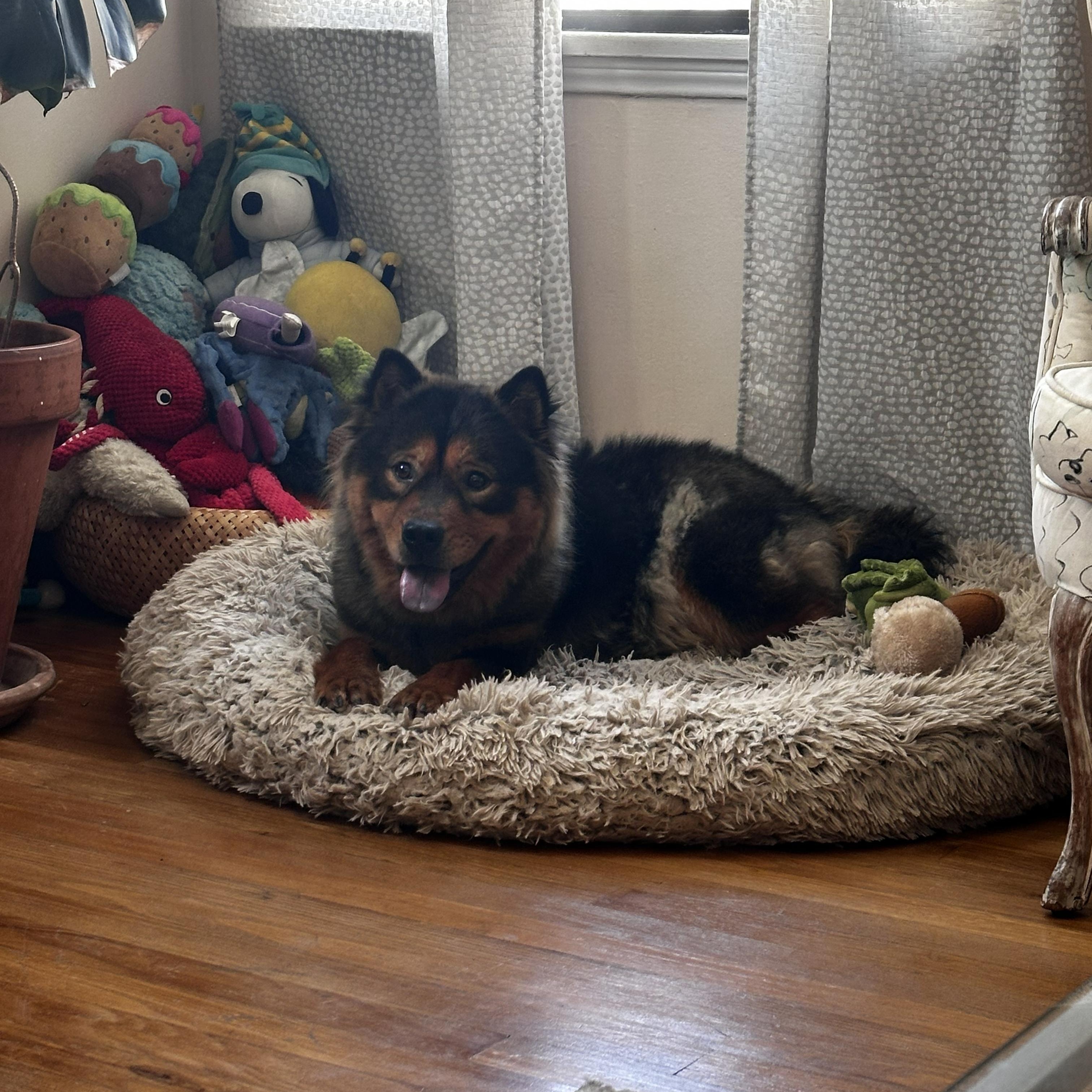 Pumpkin, a ADOPTABLE mixed breed in Tarzana, CA image 2/3