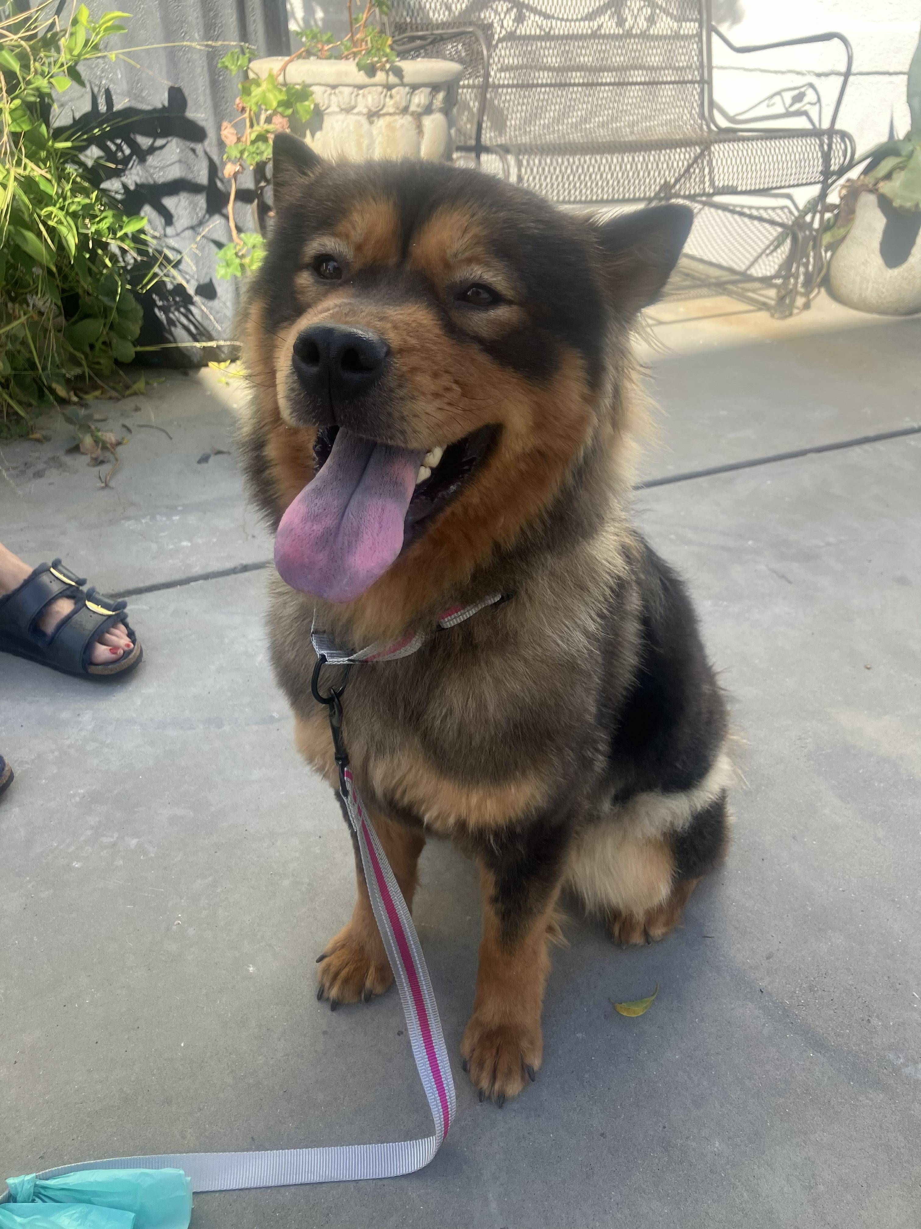 Pumpkin, ADOPTABLE, Young Female Chow Chow.