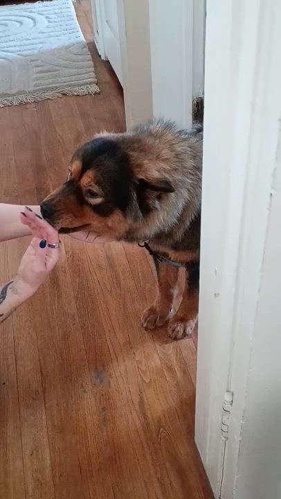 Enlarge Pumpkin, a ADOPTABLE mixed breed in Tarzana, CA video 3/3