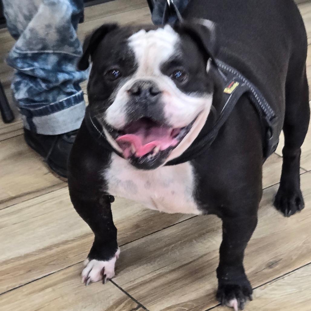 Chanel, ADOPTABLE, Adult • Female, English Bulldog.