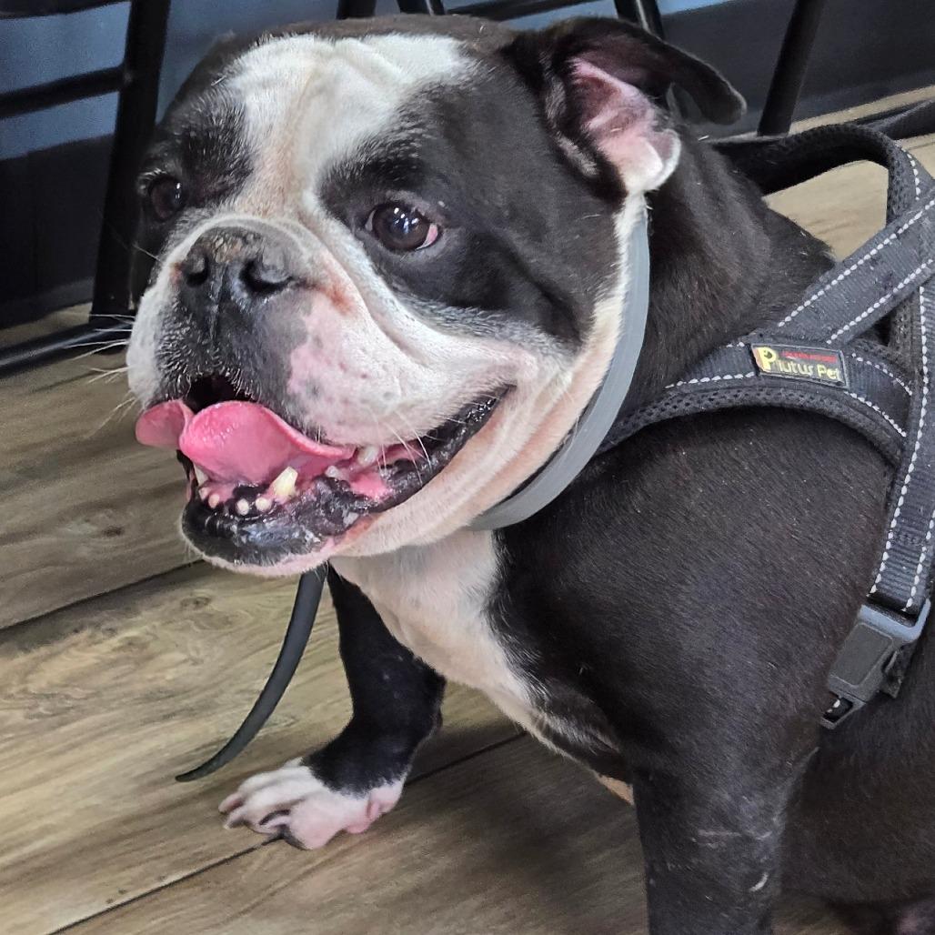 Enlarge Chanel, a Adoptable English Bulldog in Newark, NJ image 2/2