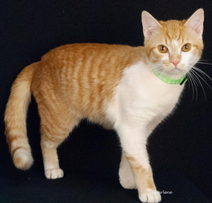 IHOP, adopted, Young Male Tabby.