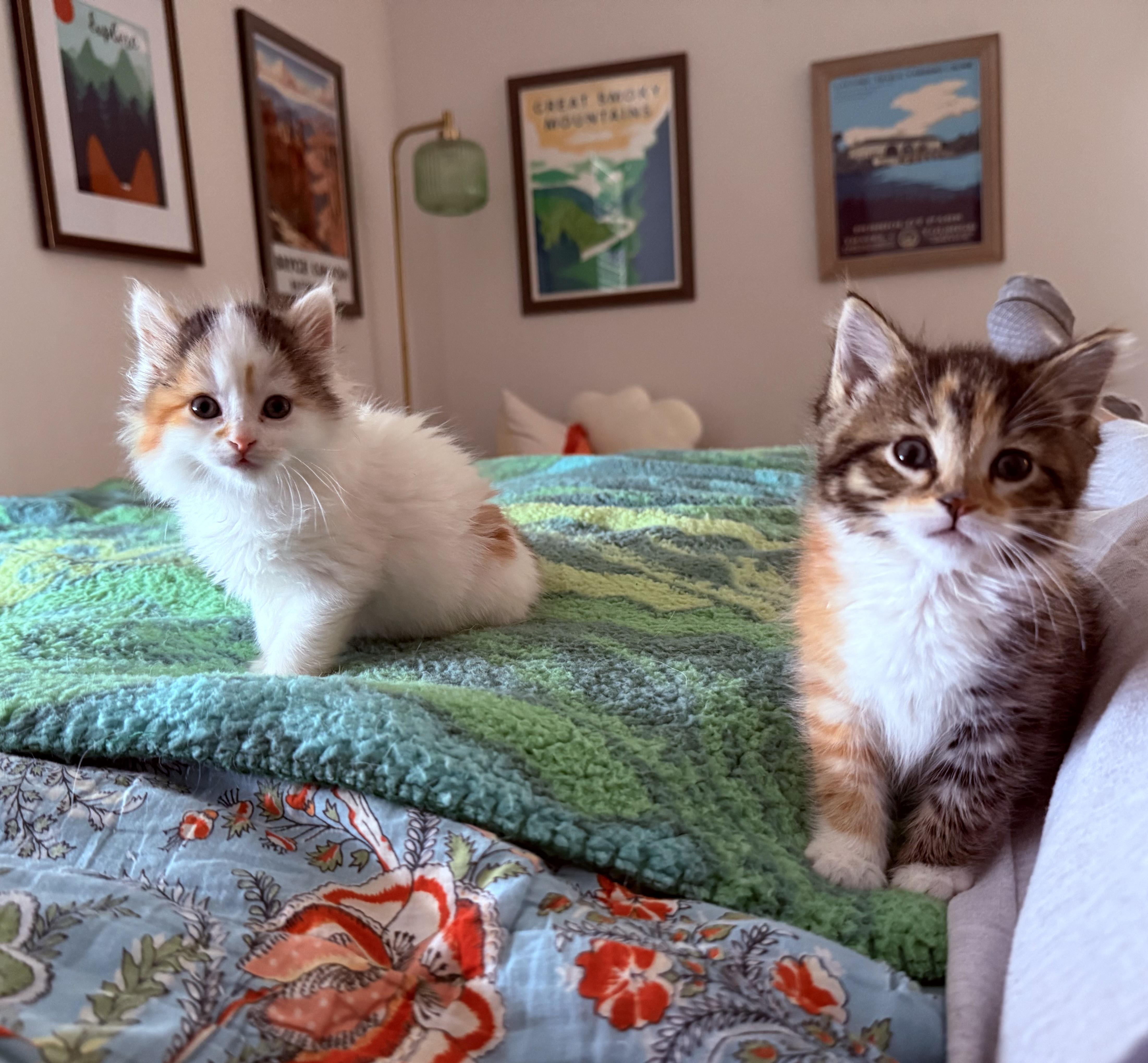 Jasmine, Baby Female Domestic Medium Hair