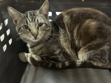 Harrisburg, Adoptable, Young Male Domestic Short Hair & Domestic Short Hair.
