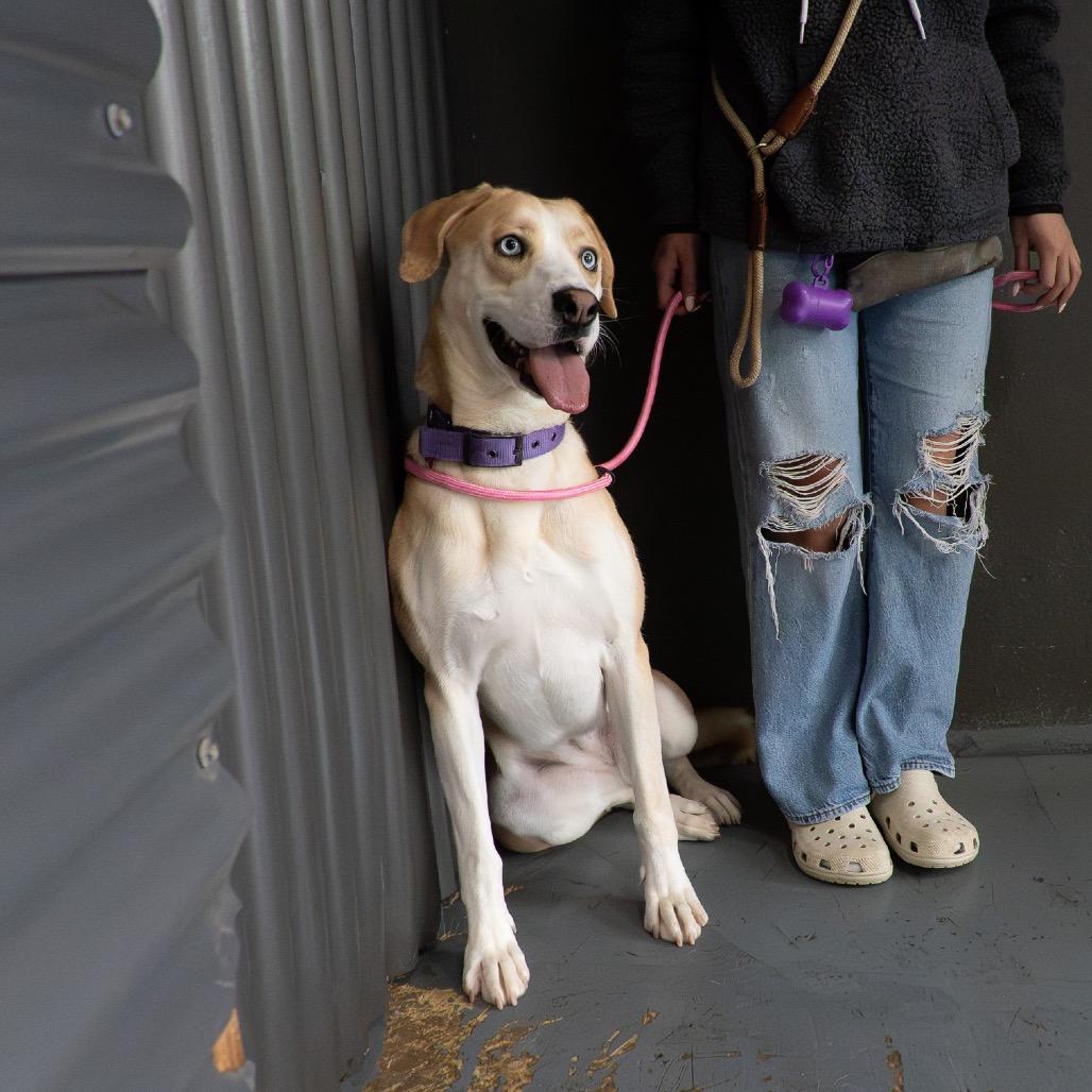 Abigail, Adoptable, Adult Female Labrador Retriever & Siberian Husky.
