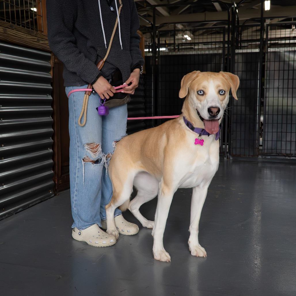 Enlarge Abigail, a Adoptable mixed breed in Tacoma, WA image 2/6