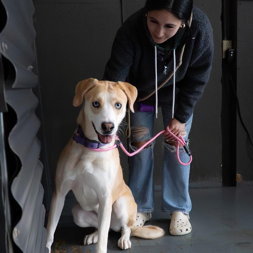 Enlarge Abigail, a Adoptable mixed breed in Tacoma, WA image 3/6